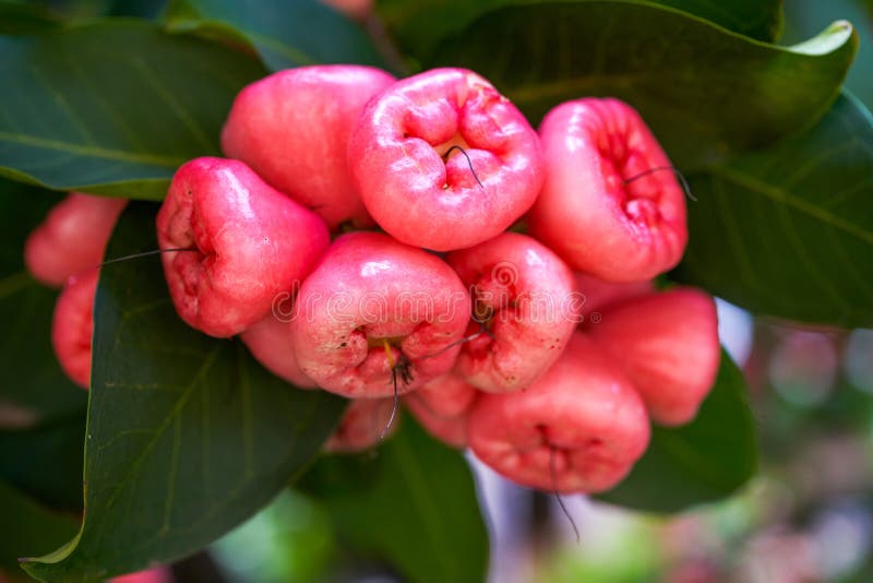 A wax apple tree full of fruit. A wax apple tree full of fruit.