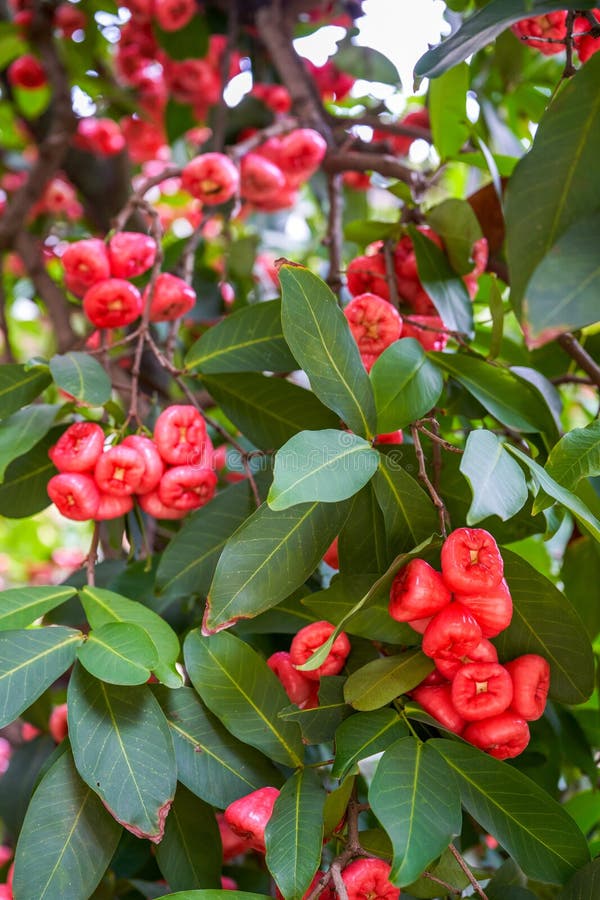 A wax apple tree full of fruit. A wax apple tree full of fruit.