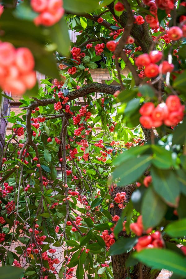 A wax apple tree full of fruit. A wax apple tree full of fruit.