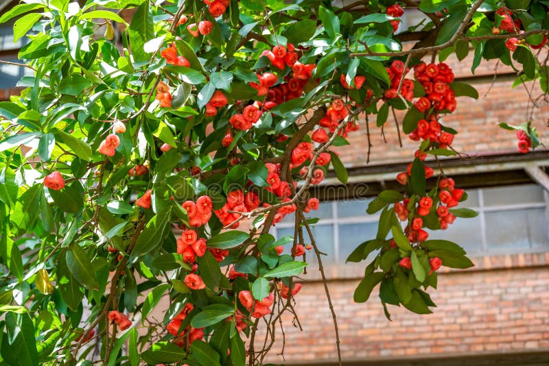 A wax apple tree full of fruit. A wax apple tree full of fruit.