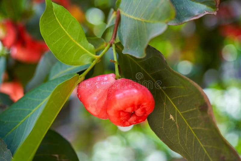 A wax apple tree full of fruit. A wax apple tree full of fruit.