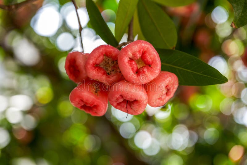 A wax apple tree full of fruit. A wax apple tree full of fruit.