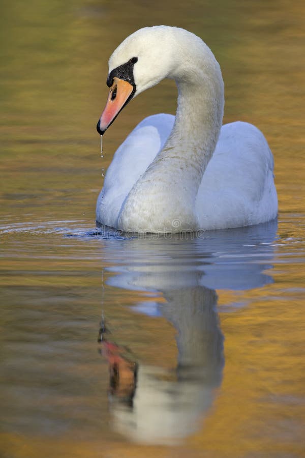 An elegant mute swan Cygnus olor swimming in morning light in a lake with bright colours. Drinking and playing with water. An elegant mute swan Cygnus olor swimming in morning light in a lake with bright colours. Drinking and playing with water.