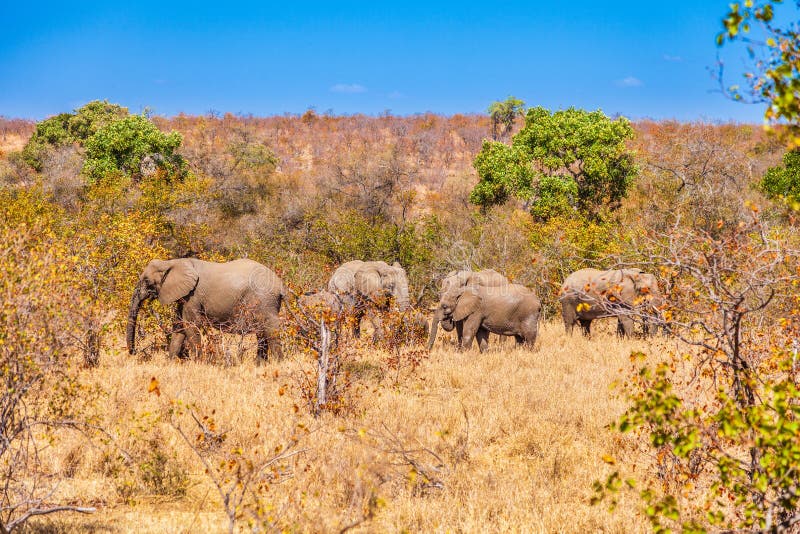 Ένα κοπάδι των ελεφάντων στο εθνικό πάρκο Kruger στοκ εικόνες με δικαίωμα ελεύθερης χρήσης Ένα κοπάδι των ελεφάντων στο εθνικό πάρκο Kruger στοκ εικόνες με δικαίωμα ελεύθερης χρήσης