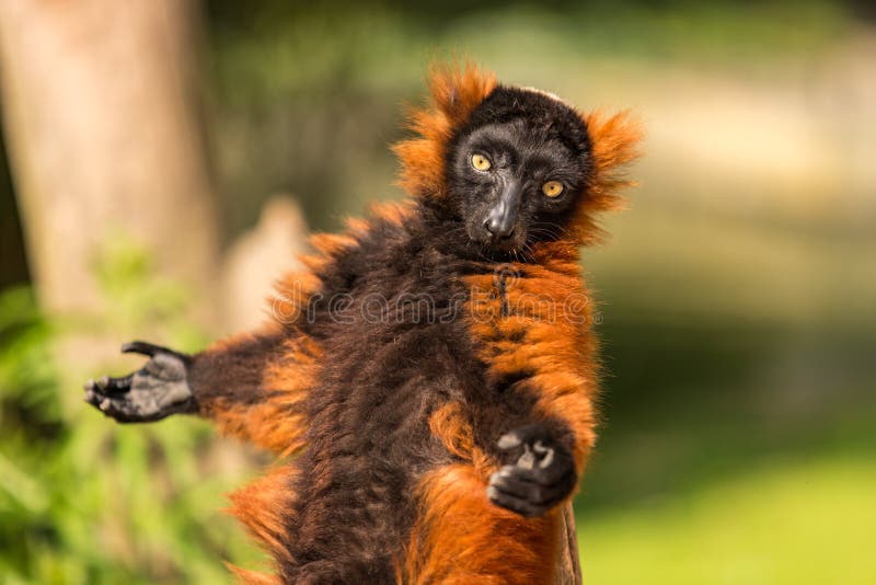 A red ruffed lemur monkey in the Artis Zoo in Amsterdam the Netherlands. A red ruffed lemur monkey in the Artis Zoo in Amsterdam the Netherlands.