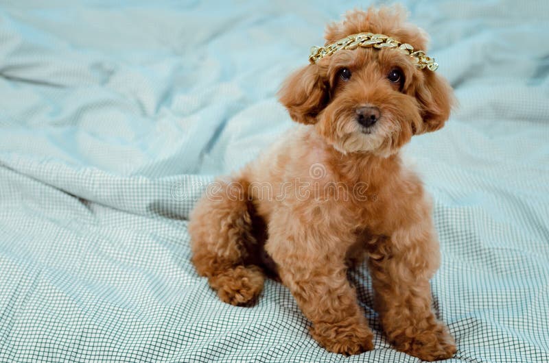 Ένα λατρευτό νέο καφετί Poodle σκυλί με το χρυσό περιδέραιο που βάζει στο κεφάλι του και που κάθεται στο ακατάστατο κρεβάτι στοκ φωτογραφία με δικαίωμα ελεύθερης χρήσης Ένα λατρευτό νέο καφετί Poodle σκυλί με το χρυσό περιδέραιο που βάζει στο κεφάλι του και που κάθεται στο ακατάστατο κρεβάτι στοκ φωτογραφία με δικαίωμα ελεύθερης χρήσης