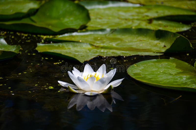 Ένα λουλούδι των άσπρων κρίνων νερού δίπλα στα μεγάλα πράσινα φύλλα σε ένα φυσικό περιβάλλον