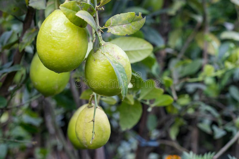 ένα μάτσο ώριμα πράσινα λεμόνια κρεμασμένα στον κήπο κοντά στοκ φωτογραφία