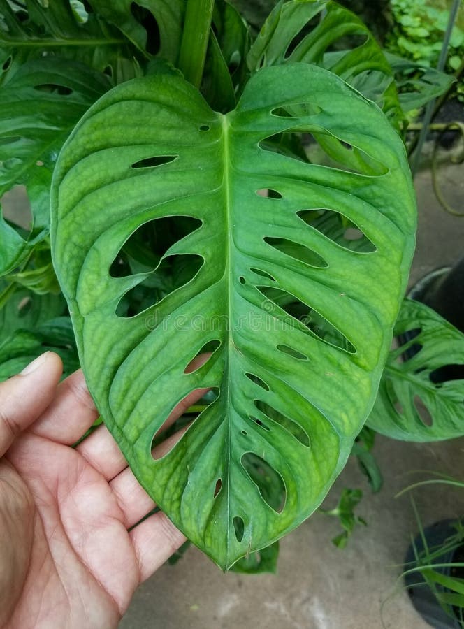 ένα μεγάλο και ώριμο πράσινο φύλλο της monstera adansonii στοκ φωτογραφίες