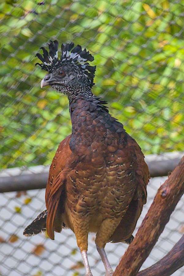 Ένα μεγαλοπρεπές πουλί το Crested Curassow με ένα μαύρο και λευκό φλοιό και πλούσιο καφέ βύσμα στέκεται περήφανα σε ένα κλαδί. στοκ εικόνα με δικαίωμα ελεύθερης χρήσης