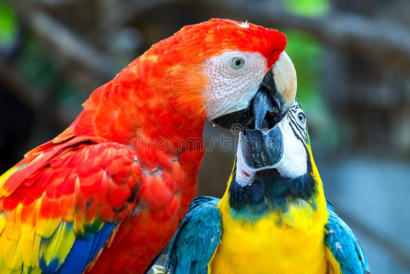 Ένα μπλε και κίτρινο macaw μοιράζεται κάποιο ειδικό momment με ένα ερυθρό στοκ φωτογραφίες με δικαίωμα ελεύθερης χρήσης Ένα μπλε και κίτρινο macaw μοιράζεται κάποιο ειδικό momment με ένα ερυθρό στοκ φωτογραφίες με δικαίωμα ελεύθερης χρήσης