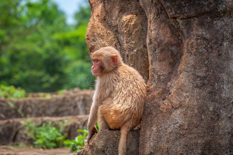 Ένα μωρό macaque κάθεται σε μια μικρή προεξοχή σε έναν απότομο βράχο πετρών στοκ φωτογραφία με δικαίωμα ελεύθερης χρήσης