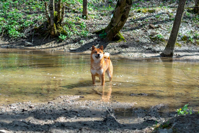 Camping and traveling with animals concept - a young red dog of the Siba Inu breed standing in a forest river and looking gracefully forward, natural background, shiba, purebred, nature, play, adorable, canine, cute, japanese, mammal, outdoor, pet, playing, water, summer, whole, body, cleanness, get, wool, side, transparent, entering, surface, fine, weather, wet, position, to, still, daytime, front, feels, good, domestic, one, pedigreed, portrait, soaked. Camping and traveling with animals concept - a young red dog of the Siba Inu breed standing in a forest river and looking gracefully forward, natural background, shiba, purebred, nature, play, adorable, canine, cute, japanese, mammal, outdoor, pet, playing, water, summer, whole, body, cleanness, get, wool, side, transparent, entering, surface, fine, weather, wet, position, to, still, daytime, front, feels, good, domestic, one, pedigreed, portrait, soaked