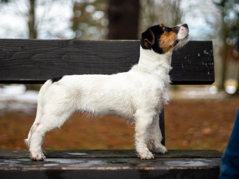 Ένα νέο μικρό λευκό τεριέ του Jack Russell σκυλιών θέτει για μια εικόνα σε έναν πάγκο σε ένα χειμερινό πάρκο στοκ φωτογραφία με δικαίωμα ελεύθερης χρήσης Ένα νέο μικρό λευκό τεριέ του Jack Russell σκυλιών θέτει για μια εικόνα σε έναν πάγκο σε ένα χειμερινό πάρκο στοκ φωτογραφία με δικαίωμα ελεύθερης χρήσης