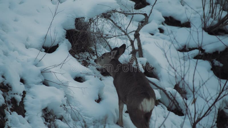 ένα νεαρό ελάφι που σκαρφαλώνει χιονοδρομία για να φτάσει για φαγητό στο χειμερινό δάσος