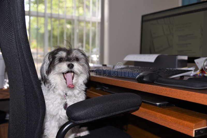 Ένα πολύ χαριτωμένο γραπτό θηλυκό havanese σκυλί είναι τρυπημένο στην αρχή στοκ εικόνα με δικαίωμα ελεύθερης χρήσης Ένα πολύ χαριτωμένο γραπτό θηλυκό havanese σκυλί είναι τρυπημένο στην αρχή στοκ εικόνα με δικαίωμα ελεύθερης χρήσης