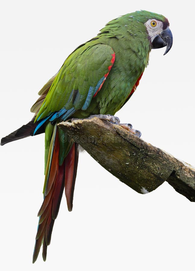 Ένα πράσινο Macaw κάθεται σε μια προεξοχή με ένα άσπρο υπόβαθρο στοκ φωτογραφίες με δικαίωμα ελεύθερης χρήσης