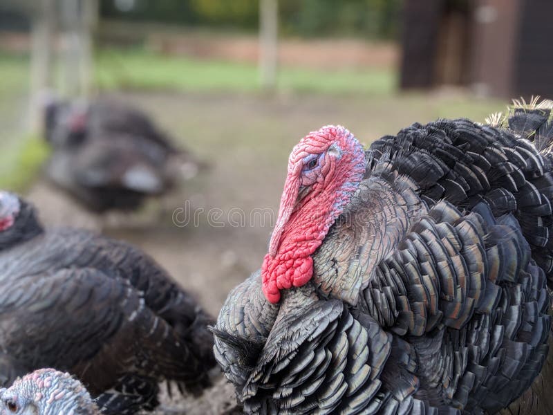 ένα σμήνος ή ένα ράφτερ γαλοπουλών με μεγάλο κόκκινο βαρούλκο στοκ φωτογραφία με δικαίωμα ελεύθερης χρήσης