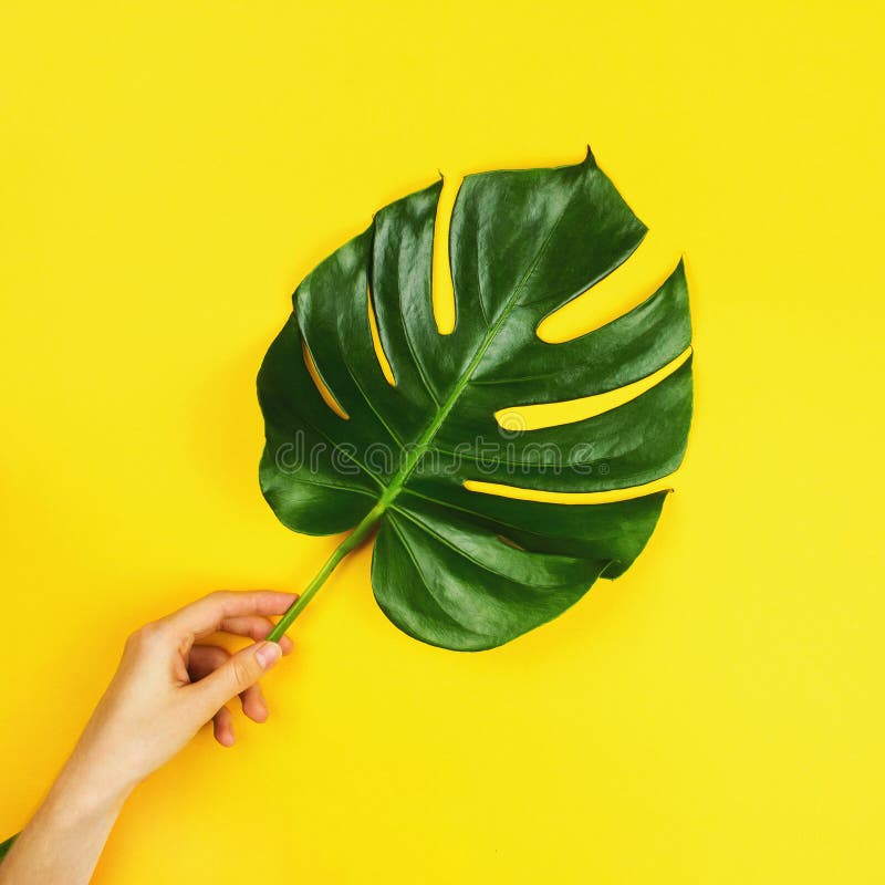Ένα τροπικό φύλλο του monstera philodendron σε ένα χέρι κοριτσιών ` s στοκ φωτογραφία με δικαίωμα ελεύθερης χρήσης Ένα τροπικό φύλλο του monstera philodendron σε ένα χέρι κοριτσιών ` s στοκ φωτογραφία με δικαίωμα ελεύθερης χρήσης
