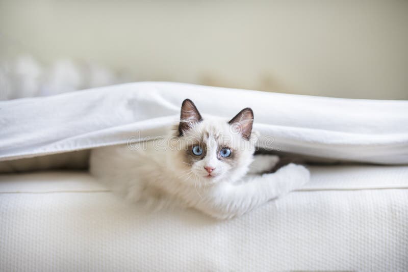 Ένα χαριτωμένο γατάκι Ragdoll στο κρεβάτι στοκ εικόνες Ένα χαριτωμένο γατάκι Ragdoll στο κρεβάτι στοκ εικόνες