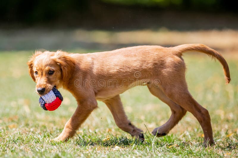 Ένα χρυσό Retriever κουτάβι που περπατά με μια σφαίρα σχοινιών από την πλευρά στοκ φωτογραφίες με δικαίωμα ελεύθερης χρήσης Ένα χρυσό Retriever κουτάβι που περπατά με μια σφαίρα σχοινιών από την πλευρά στοκ φωτογραφίες με δικαίωμα ελεύθερης χρήσης