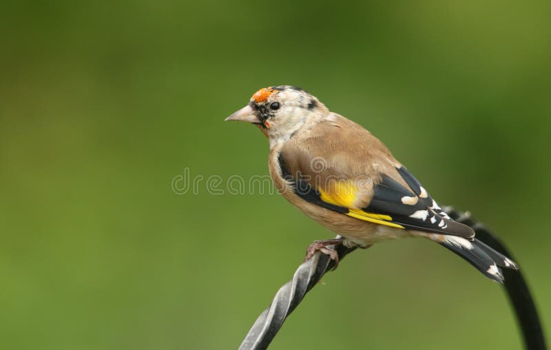Ένα όμορφα carduelis Goldfinch Carduelis που σκαρφαλώνουν σε μια θέση μετάλλων στοκ φωτογραφίες με δικαίωμα ελεύθερης χρήσης Ένα όμορφα carduelis Goldfinch Carduelis που σκαρφαλώνουν σε μια θέση μετάλλων στοκ φωτογραφίες με δικαίωμα ελεύθερης χρήσης