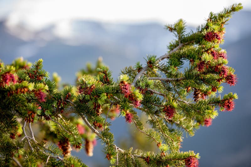 Ένα όμορφο δέντρο με κόκκινο Pinecones μια θερινή ημέρα με το μπλε ουρανό και τα άσπρα σύννεφα στο δύσκολο εθνικό πάρκο βουνών στ στοκ φωτογραφία με δικαίωμα ελεύθερης χρήσης Ένα όμορφο δέντρο με κόκκινο Pinecones μια θερινή ημέρα με το μπλε ουρανό και τα άσπρα σύννεφα στο δύσκολο εθνικό πάρκο βουνών στ στοκ φωτογραφία με δικαίωμα ελεύθερης χρήσης