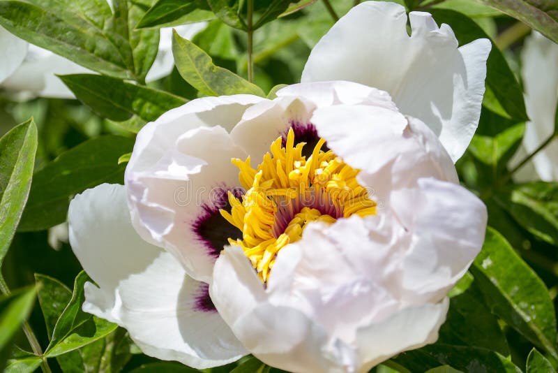 Ένα όμορφο λουλούδι με μορφή δέντρου ενός peony σε έναν θερινό κήπο Άσπρος-ρόδινο λουλούδι άνοιξη