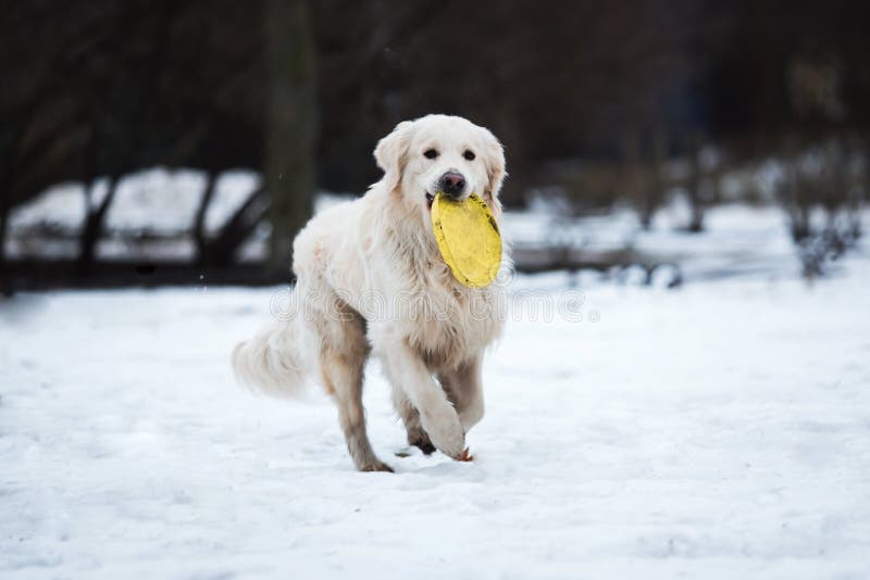 Ένα όμορφο, χαριτωμένο και για χάδια χρυσό retriever παιχνίδι σκυλιών σε ένα πάρκο μια νεφελώδη χειμερινή ημέρα στοκ εικόνες με δικαίωμα ελεύθερης χρήσης Ένα όμορφο, χαριτωμένο και για χάδια χρυσό retriever παιχνίδι σκυλιών σε ένα πάρκο μια νεφελώδη χειμερινή ημέρα στοκ εικόνες με δικαίωμα ελεύθερης χρήσης