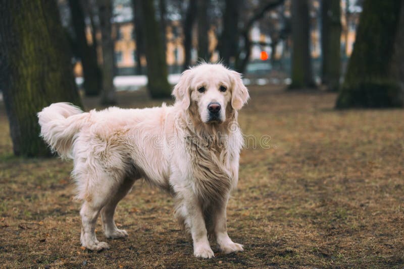 Ένα όμορφο, χαριτωμένο και για χάδια χρυσό retriever σκυλί που στέκεται σε ένα πάρκο μια νεφελώδη χειμερινή ημέρα στοκ εικόνα με δικαίωμα ελεύθερης χρήσης Ένα όμορφο, χαριτωμένο και για χάδια χρυσό retriever σκυλί που στέκεται σε ένα πάρκο μια νεφελώδη χειμερινή ημέρα στοκ εικόνα με δικαίωμα ελεύθερης χρήσης