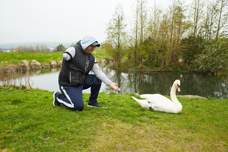 A disability man with beautiful swan on the lake bank.A disability man with beautiful swan on the lake bank.A disability man with beautiful swan on the lake bank. A disability man with beautiful swan on the lake bank.A disability man with beautiful swan on the lake bank.A disability man with beautiful swan on the lake bank.