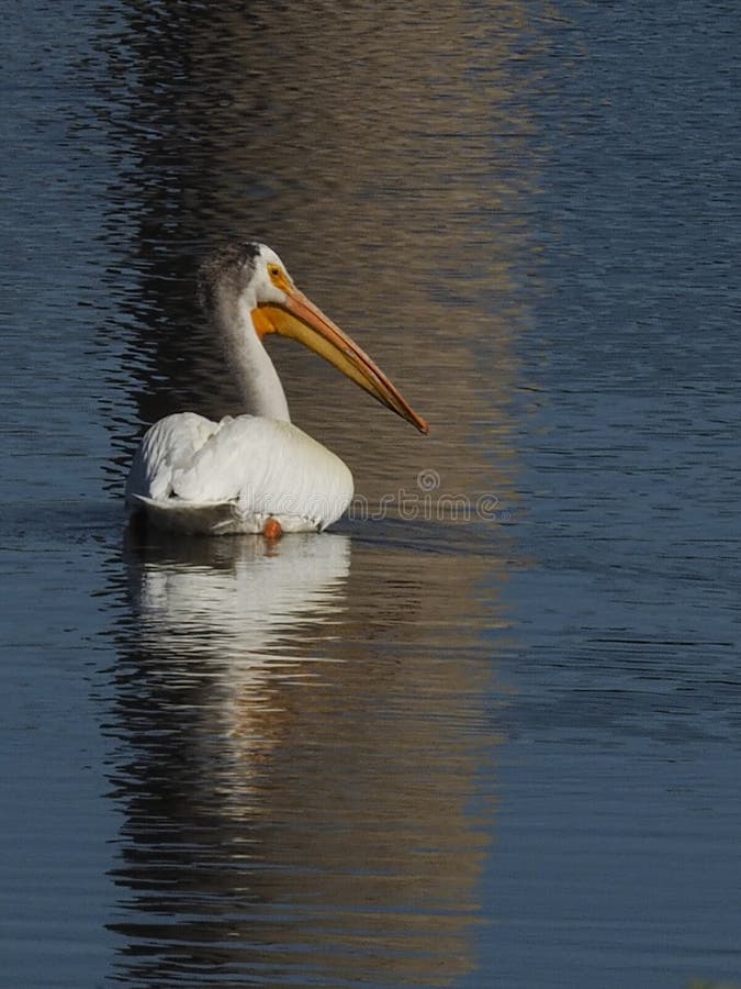 American white pelican swimming with water reflection at Hauser Lake Montana. American white pelican swimming with water reflection at Hauser Lake Montana.