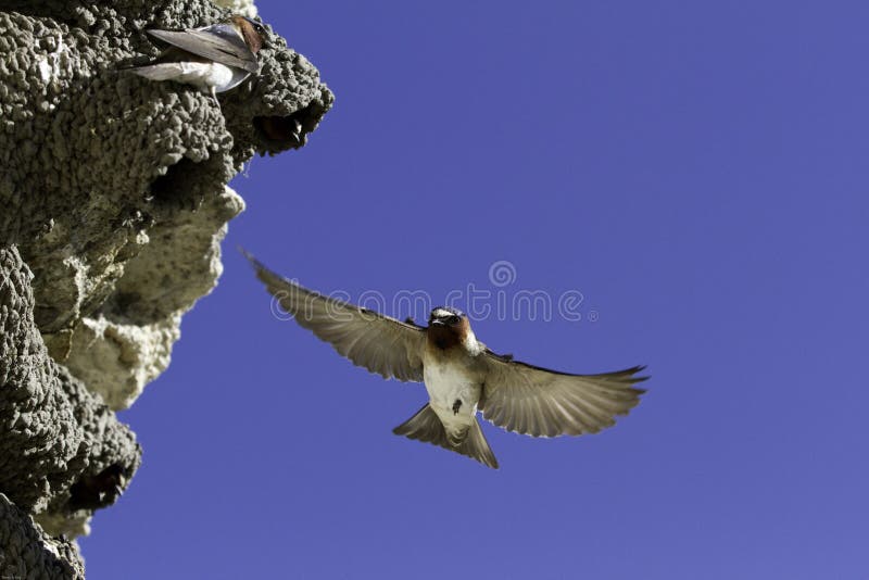 A cliff swallow (Petrochelidon pyrrhonota) is caught in mid-flight, with wings extended, while slowing down in order to execute a precise landing in the entrance of its mud nest. A cliff swallow (Petrochelidon pyrrhonota) is caught in mid-flight, with wings extended, while slowing down in order to execute a precise landing in the entrance of its mud nest.