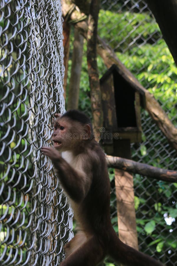 Ένας γκρίζος capuchin πίθηκος, cebus albifrons exitingly που ακολουθεί κάτι έξω από το κλουβί στοκ εικόνα με δικαίωμα ελεύθερης χρήσης Ένας γκρίζος capuchin πίθηκος, cebus albifrons exitingly που ακολουθεί κάτι έξω από το κλουβί στοκ εικόνα με δικαίωμα ελεύθερης χρήσης