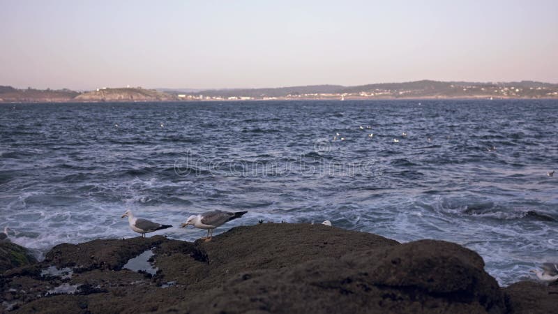 ένας γλάρος τσιμπάει ψίχουλα σε πέτρα στην ακτή του ωκεανού