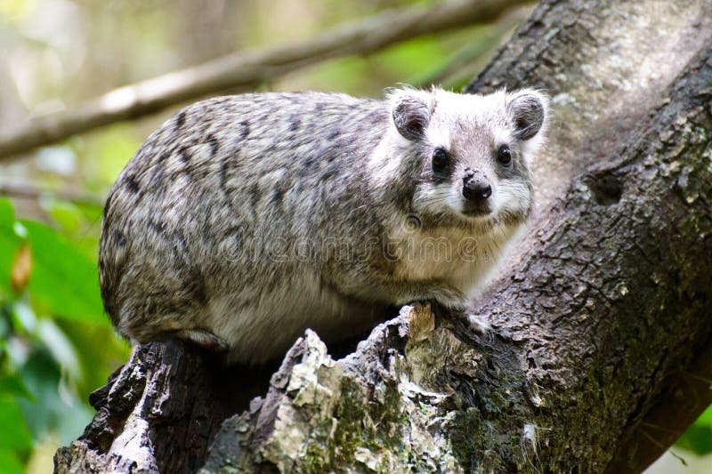 Ένας καλός βράχος hyrax στοκ εικόνα Ένας καλός βράχος hyrax στοκ εικόνα