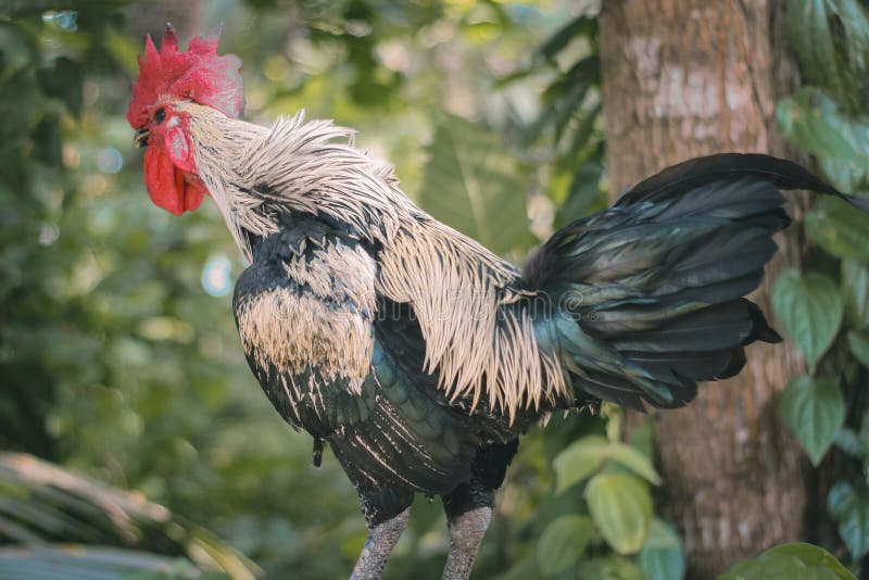 ένας κόκορας με κόκκινο σαγόνι και ένα σώμα με μοτίβο batik στοκ εικόνες με δικαίωμα ελεύθερης χρήσης
