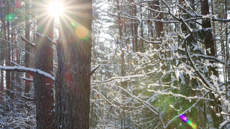 ένας λαμπερός ήλιος ξεχωρίζει πίσω από ένα κοράκι δέντρου το χειμώνα με παγωμένο καιρό. όμορφο χειμερινό δάσος στο χιόνι