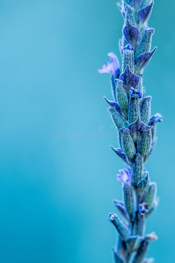 Ένας μίσχος Lavender ανθίζει σε ένα θολωμένο μπλε κλίμα στοκ εικόνα