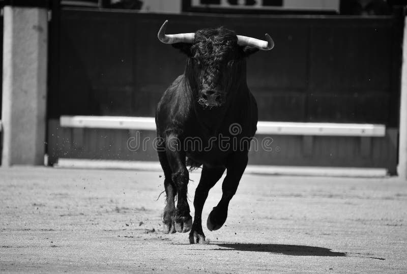 ένας μαύρος ταύρος με μεγάλα κέρατα να τρέχουν σε ταυρομαχίες στοκ εικόνα με δικαίωμα ελεύθερης χρήσης