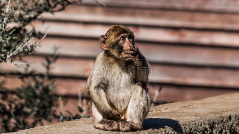 Ένας πίθηκος Βαρβαρίας Macaque στο Γιβραλτάρ στοκ φωτογραφίες με δικαίωμα ελεύθερης χρήσης Ένας πίθηκος Βαρβαρίας Macaque στο Γιβραλτάρ στοκ φωτογραφίες με δικαίωμα ελεύθερης χρήσης