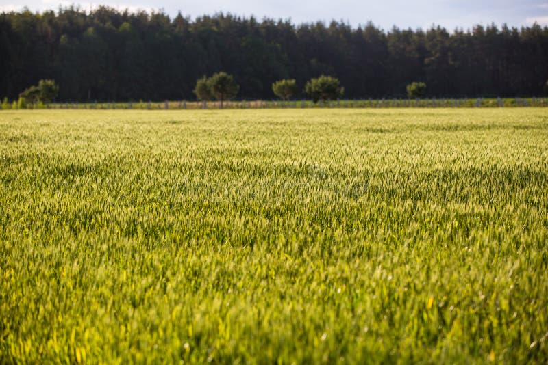 Ένας πράσινος τομέας με spikelets, ψωμί αυξάνεται ενάντια στο μπλε ουρανό Γεωργία στην Ουκρανία