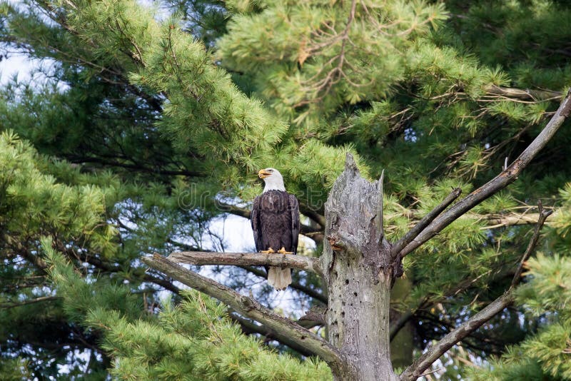 A bald Eagle its in a pine tree branch on Atwood Lake Ohio. A bald Eagle its in a pine tree branch on Atwood Lake Ohio