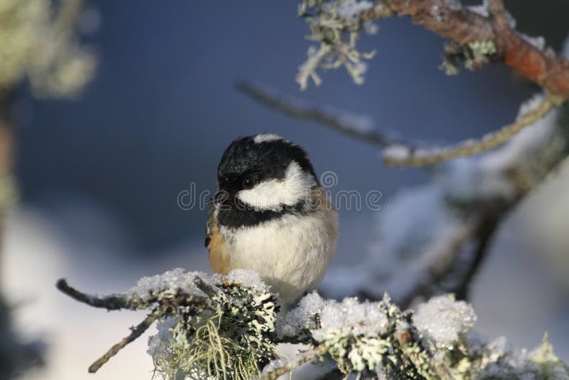 Ένας όμορφος ενήλικος άνθρακας Tit Periparus ater εσκαρφάλωσε σε έναν κλάδο που καλύφθηκαν στη λειχήνα και μια κάλυψη του χιονιού στοκ εικόνες Ένας όμορφος ενήλικος άνθρακας Tit Periparus ater εσκαρφάλωσε σε έναν κλάδο που καλύφθηκαν στη λειχήνα και μια κάλυψη του χιονιού στοκ εικόνες