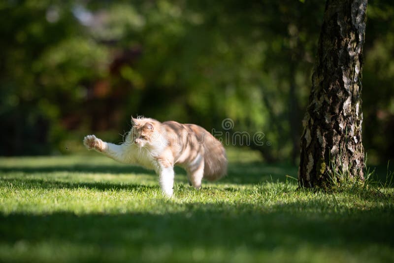 Young playful beige white maine coon cat hunting insects in the garden next to a birch tree on a sunny day. Young playful beige white maine coon cat hunting insects in the garden next to a birch tree on a sunny day