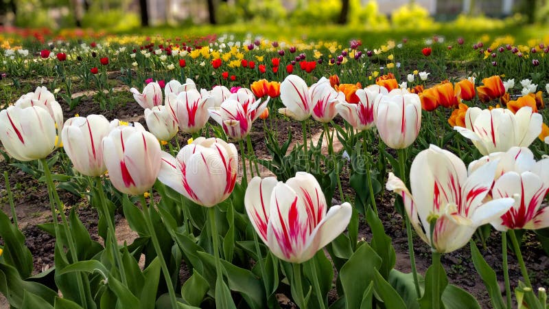 Bright colorful blooming tulips on a large flowerbed in the city garden or flower farm field in springtime. Panoramic background with tulip flower bed. Bright colorful blooming tulips on a large flowerbed in the city garden or flower farm field in springtime. Panoramic background with tulip flower bed