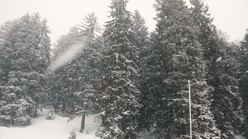 έντονο χιόνι καταιγίδας ή χιονόπτωση πάνω από το δάσος αγριοδαμάσκηνου καλυμμένο με λευκό χιόνι τη χειμερινή περίοδο