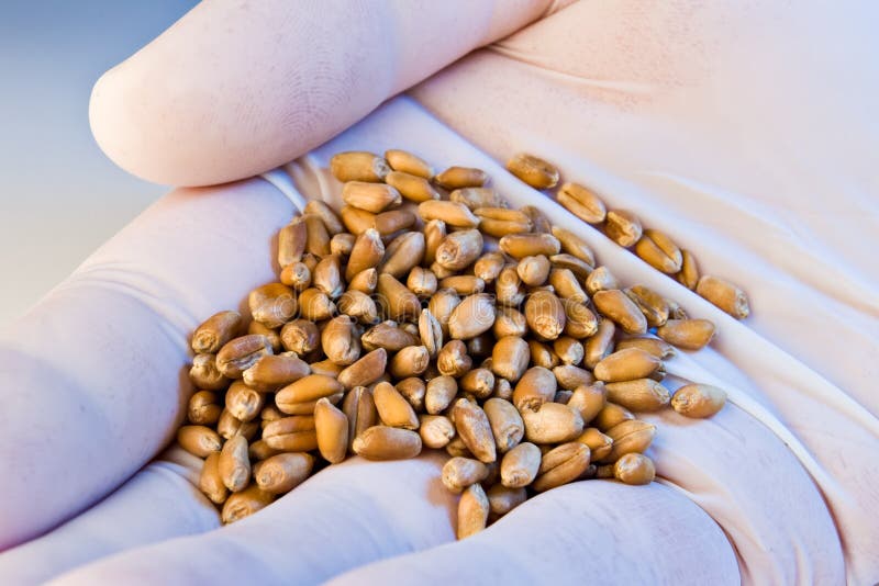 Hand in latex gloves holding wheat seeds in blue light. Hand in latex gloves holding wheat seeds in blue light