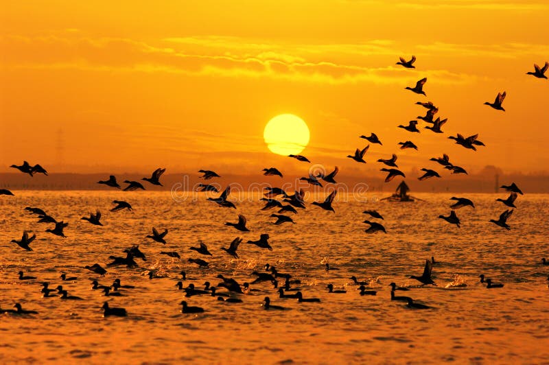 Birds playing in the sunset .Birds and sun. Birds playing in the sunset .Birds and sun