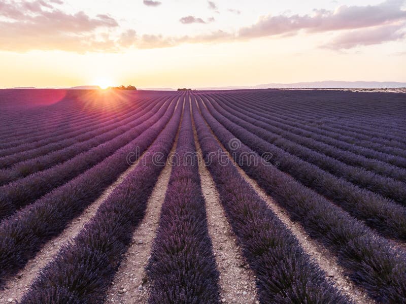 ήρεμη σκηνή με τον όμορφο lavender τομέα στο ηλιοβασίλεμα στοκ εικόνες